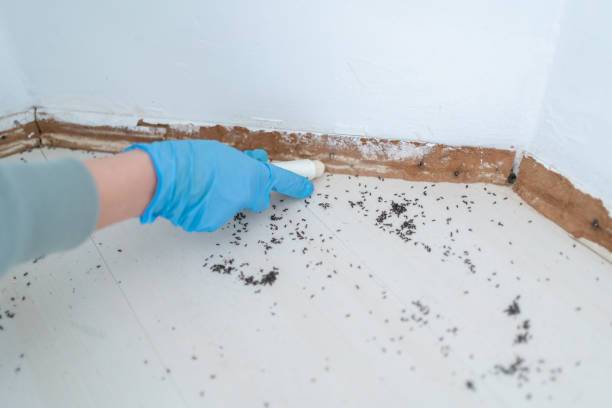 Flea Control Services in Metzger, OR